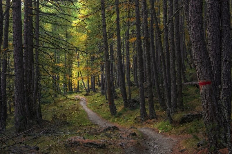 Nature Walking